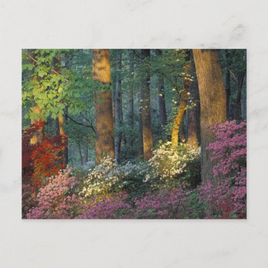 USA, Georgien, Callaway Gardens, Azalea Wald. Postkarte (Vorderseite)