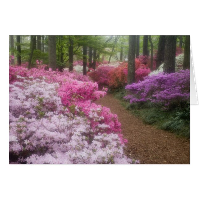 USA; Georgien; Pine Mountain. Azaleen bei 2 (Vorderseite (Horizontal))