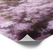 USA; Georgien; Pine Mountain. Azaleen bei 2 Poster (Ecke)