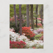 USA, Georgien, Pine Mountain. Ein Wald Postkarte (Vorderseite)