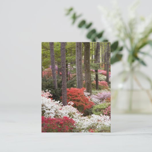 USA, Georgien, Pine Mountain. Ein Wald Postkarte (Stehend Vorderseite)