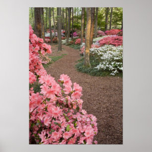 USA, Georgien, Pine Mountain. Ein Weg durch Poster