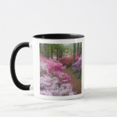  USA; Georgien; Piniengebirge. Azaleen bei 2 Tasse (Links)