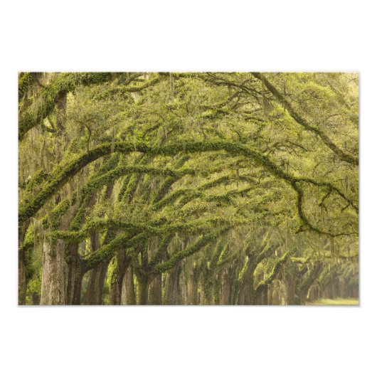 USA; Georgien; Savannah. Eichenbäume Fotodruck (Vorne)