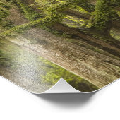 USA; Georgien; Savannah. Eichenbäume Fotodruck (Ecke)