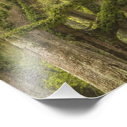 USA; Georgien; Savannah. Eichenbäume Fotodruck (Ecke)