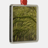  USA; Georgien; Savannah. Eichenbäume mit Ornament Aus Metall (Rechts)