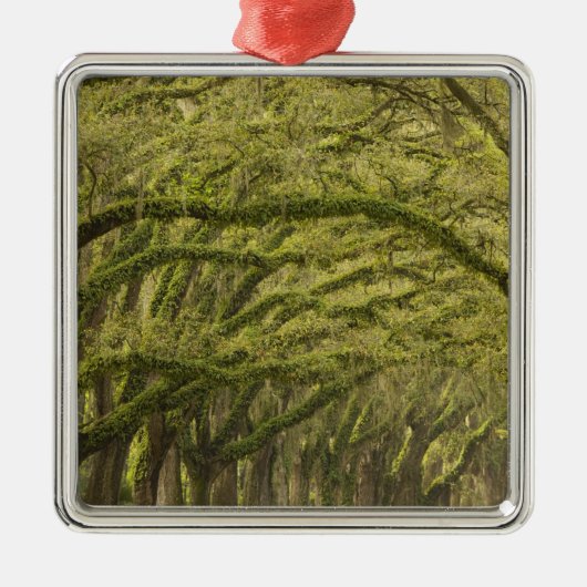  USA; Georgien; Savannah. Eichenbäume mit Ornament Aus Metall (Vorne)