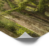 USA; Georgien; Savannah. Eichenbäume Poster (Ecke)