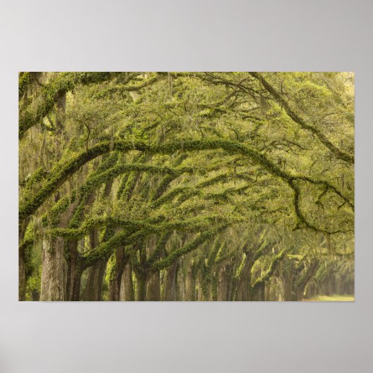 USA; Georgien; Savannah. Eichenbäume Poster (Vorne)