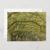 USA; Georgien; Savannah. Eichenbäume Postkarte (Vorne/Hinten)