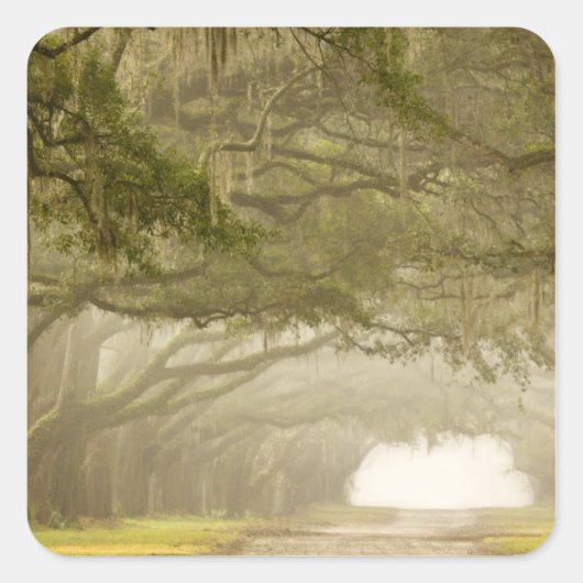 USA, Georgien, Savannah, Ein eisengesäumter Antrie Quadratischer Aufkleber (Vorderseite)