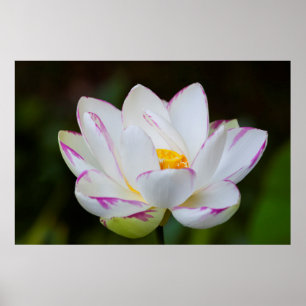 USA, Georgien, Savannah, Lootus Blume Blooming Poster