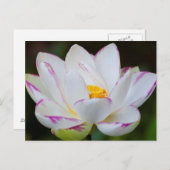 USA, Georgien, Savannah, Lootus Blume Blooming Postkarte (Vorne/Hinten)