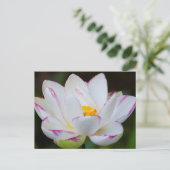 USA, Georgien, Savannah, Lootus Blume Blooming Postkarte (Stehend Vorderseite)