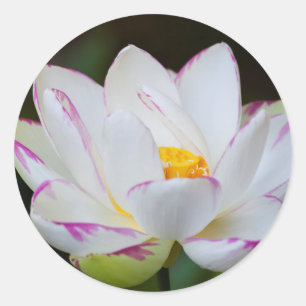 USA, Georgien, Savannah, Lootus Blume Blooming Runder Aufkleber