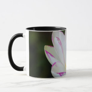 USA, Georgien, Savannah, Lootus Blume Blooming Tasse