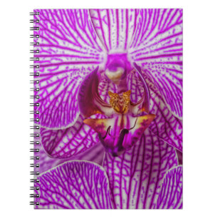 USA, Georgien, Savannah, Nah-up of Orchid Notizblock