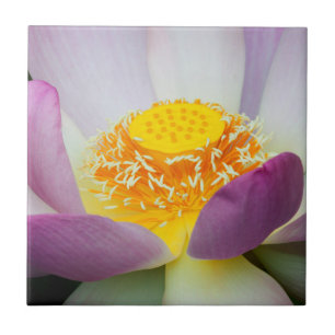 USA, Georgien, Savannah, Nahe Aufnahme eines Lotus Fliese