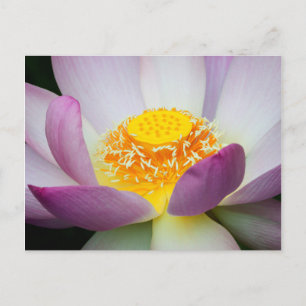 USA, Georgien, Savannah, Naher Aufstieg eines Lotu Postkarte