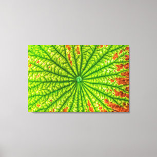 USA, Georgien, Savannah, Naher Lotus Leaf Leinwanddruck