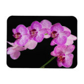 USA, Georgien, Savannah, Orchideencluster 2 Magnet (Horizontal)
