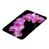 USA, Georgien, Savannah, Orchideencluster 2 Magnet (Linke Seite)