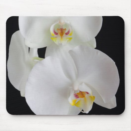 USA, Georgien, Savannah, Orchideencluster Mousepad (Vorne)