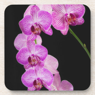USA, Georgien, Savannah, Orchids-Cluster 2 Getränkeuntersetzer