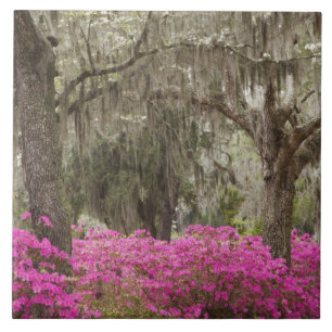 USA, Georgien, Savannah, Spring at Historic Fliese