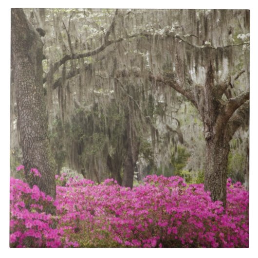 USA, Georgien, Savannah, Spring at Historic Fliese (Vorderseite)