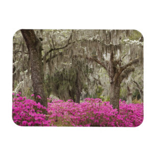 USA, Georgien, Savannah, Spring at Historic Magnet