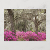 USA, Georgien, Savannah, Spring at Historic Postkarte (Vorderseite)