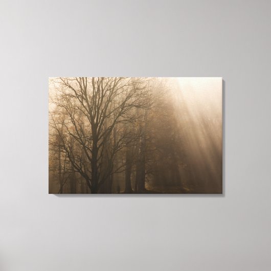 USA Great Smoky Mountain NP Tennessee Bäume in Leinwanddruck (Vorderseite)