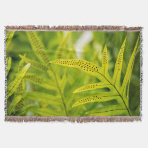 USA, Hawaii, Big Island. Tropische grüne Farn Decke
