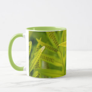 USA, Hawaii, Big Island. Tropische Grüne Farne Tasse