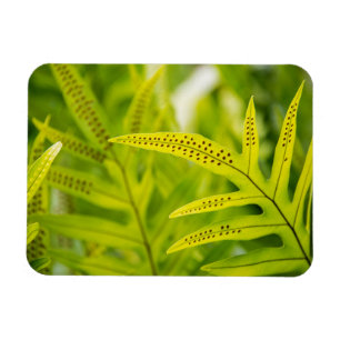 USA, Hawaii, Big Island. Tropischer Grüner Fern Magnet