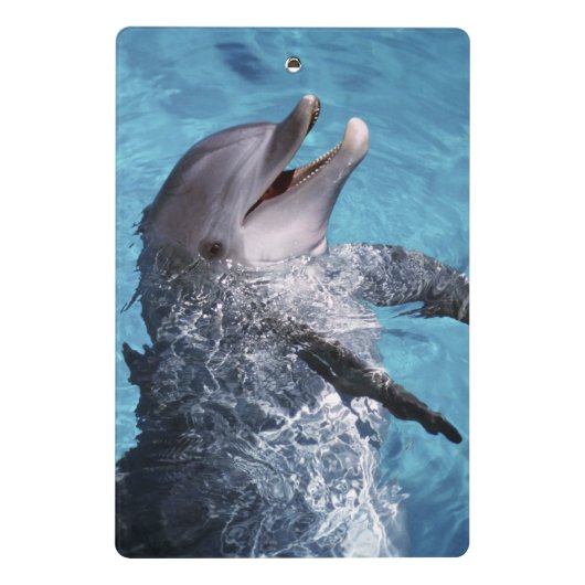 USA, Hawaii. Delfin Mini Klemmbrett (Rückseite)