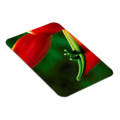 USA, Hawaii, Hilo. Heliconia Magnet (Rechte Seite)