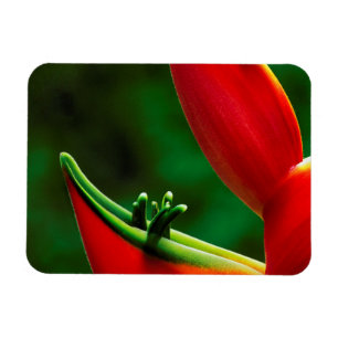 USA, Hawaii, Hilo. Heliconia Magnet