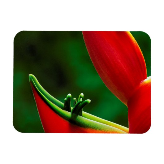USA, Hawaii, Hilo. Heliconia Magnet (Horizontal)