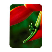 USA, Hawaii, Hilo. Heliconia Magnet (Vertikal)