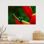 USA, Hawaii, Hilo. Heliconia Poster (Küche)