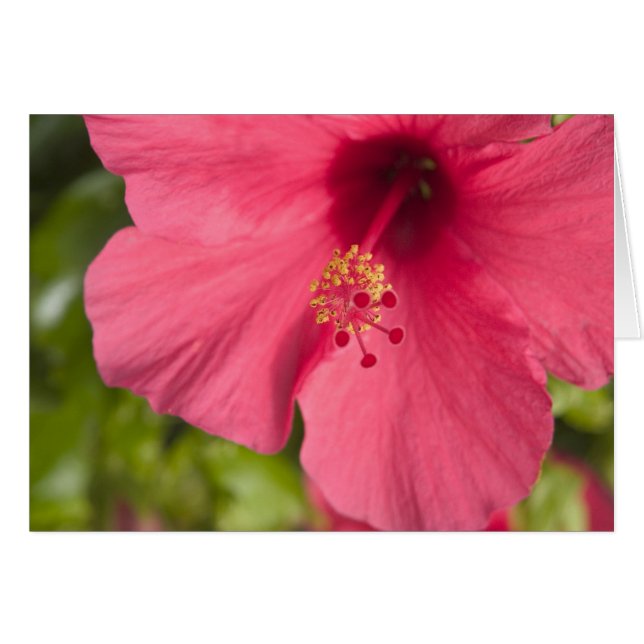USA, Hawaii, Kauai, Hibiskus (Vorderseite (Horizontal))