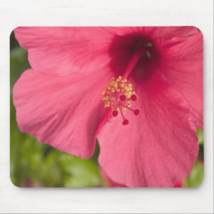 USA, Hawaii, Kauai, Hibiskus Mousepad