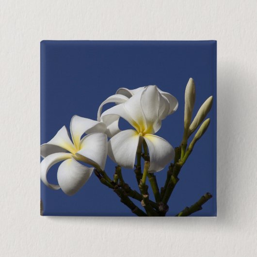 USA, Hawaii, Kauai, weiße Plumeria. Button (Vorderseite)