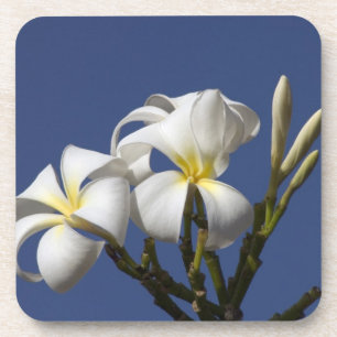 USA, Hawaii, Kauai, weiße Plumerie. Getränkeuntersetzer
