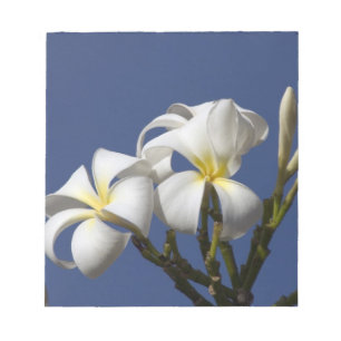 USA, Hawaii, Kauai, weiße Plumerie. Notizblock