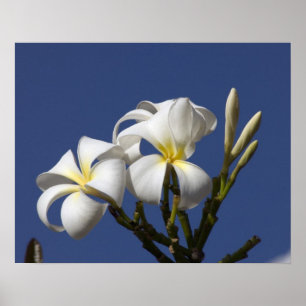 USA, Hawaii, Kauai, weiße Plumerie. Poster