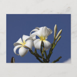USA, Hawaii, Kauai, weiße Plumerie. Postkarte
